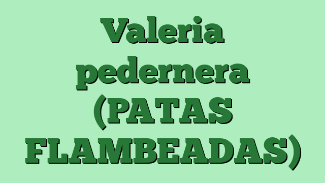 Valeria pedernera (PATAS FLAMBEADAS)